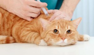 Kenapa dan Kapan Kucing Harus Vaksin?