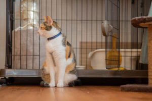 Tips Membuat Kucing Nyaman di Kandang