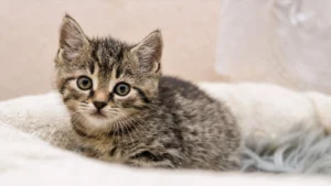 Gimana Sih Cara Mengatasi Kitten Mogok Makan?