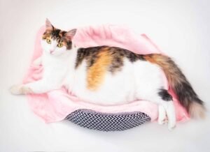 Tips dan Trik Merawat Kucing Hamil